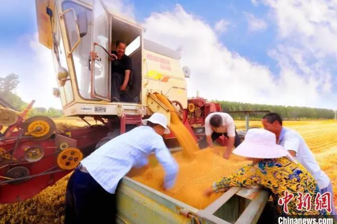 资料图：山东夏粮主产区临沂郯城县收割现场?