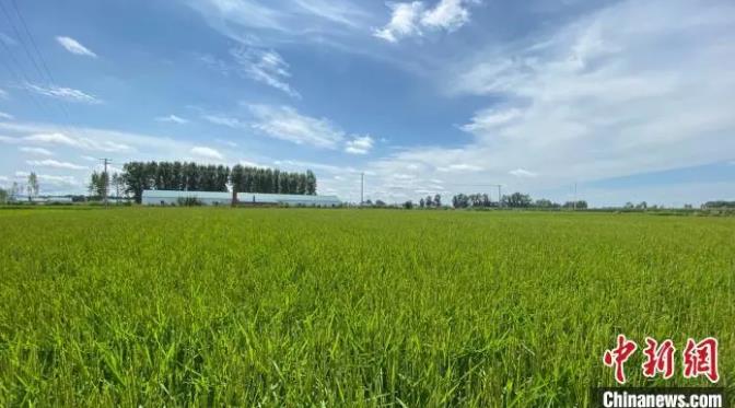 中国会不会陷入粮食?；恳灰诹?？权威回应来了