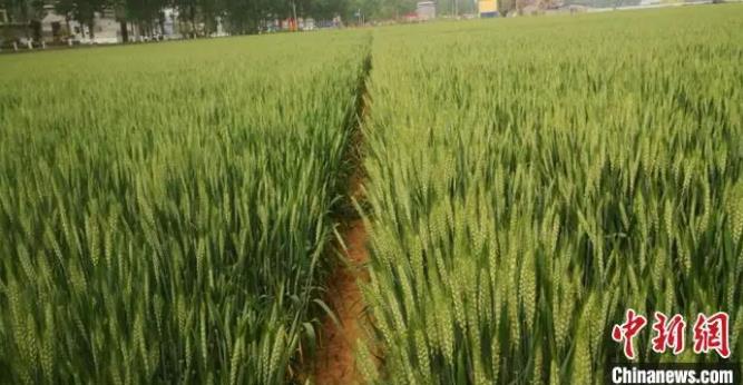 甘肃省科学院纳米研究团队在河南、新疆和甘肃试种的大面积纳米冬小麦和纳米春小麦提质增产