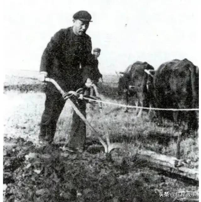 王恩茂扶梨耕田