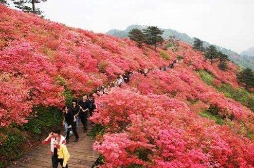井冈山杜鹃花节