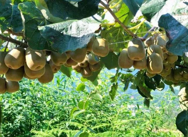 井冈山市：新城新变