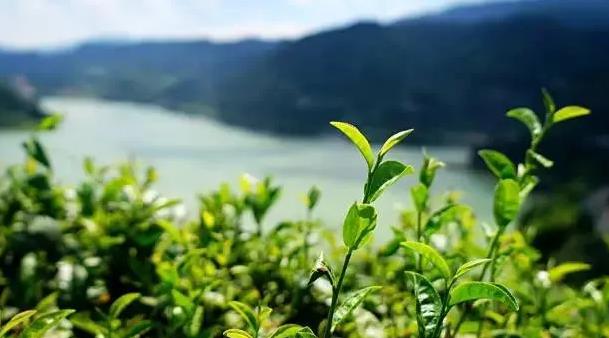 井冈山狗牯脑茶