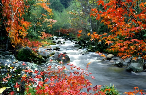 江西井冈山风景区全年气温解析：四季皆景的避暑胜地