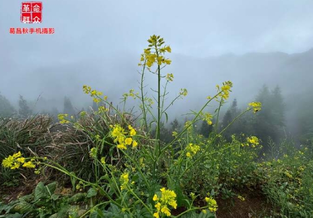 雾罩轻纱花意浓
