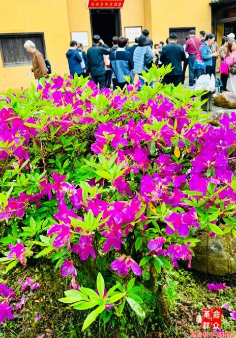 毛主席旧居前的杜鹃花