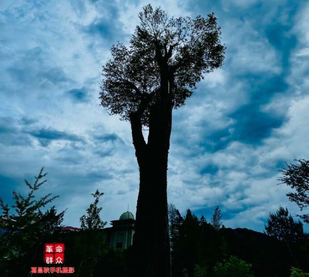 风云中的风云树