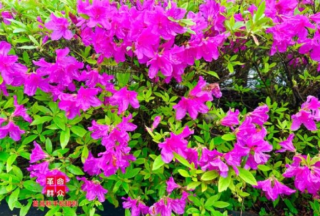 《杜鹃花，花艳沁心》 | 中国青年报刊登我基地学员作品