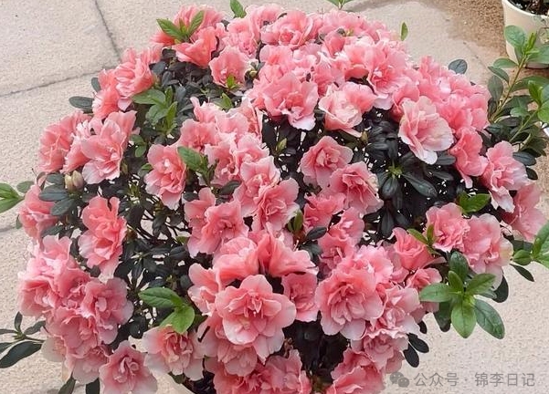 井冈山的杜鹃花开，开在了我记忆的春天